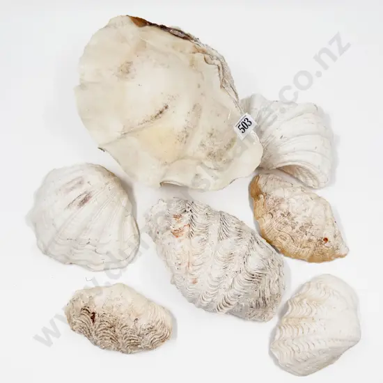 Seven Assorted Clam Shells