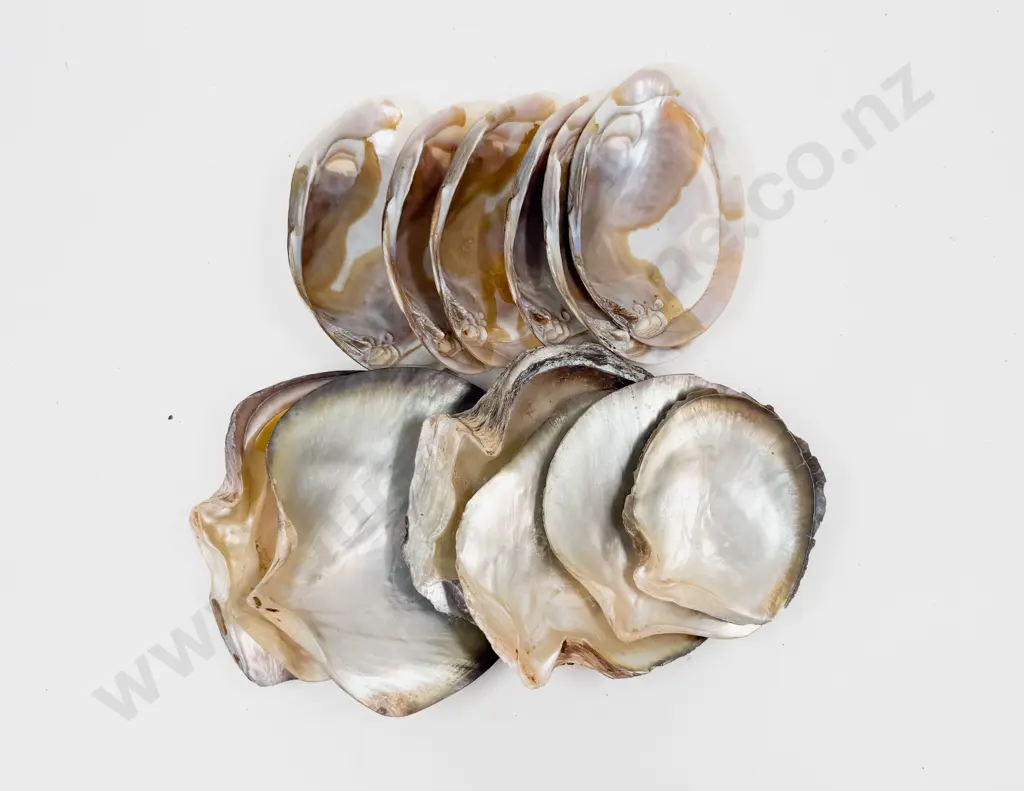Quantity of Assorted Shells Image 1++