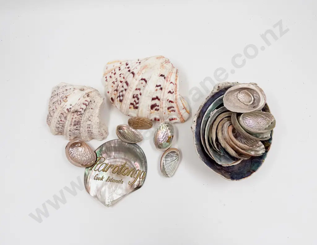 Quantity of Assorted Shells incl Oyster & Paua Etc Image 1++