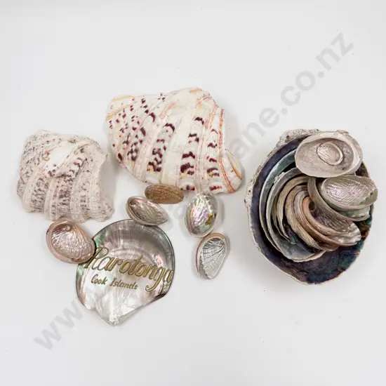 Quantity of Assorted Shells incl Oyster & Paua Etc