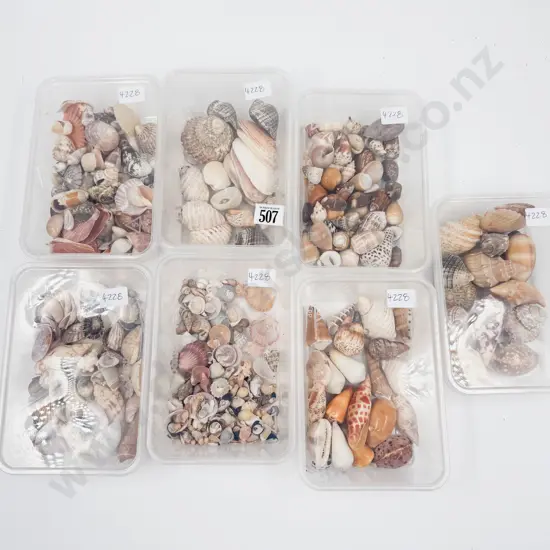 Quantity Assorted Small Shells