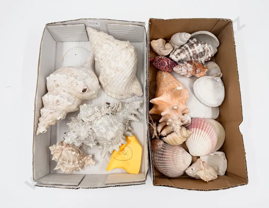 Two Boxes of Assorted Shells Image 1++