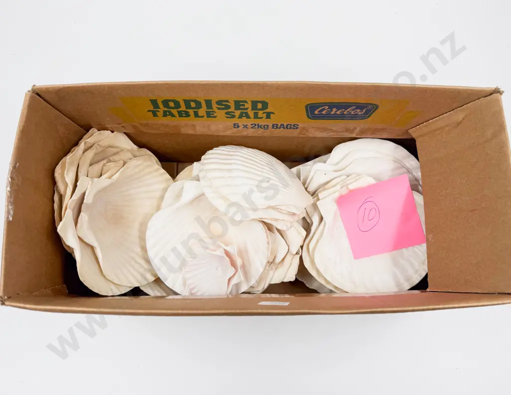 Box Assorted Scallop Shells Image 1++