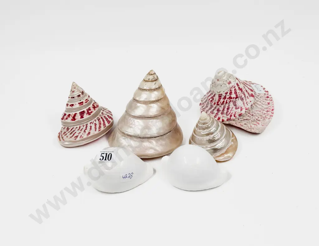 Six Decorative Shells Image 1++