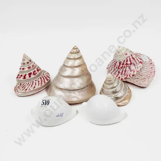 Six Decorative Shells