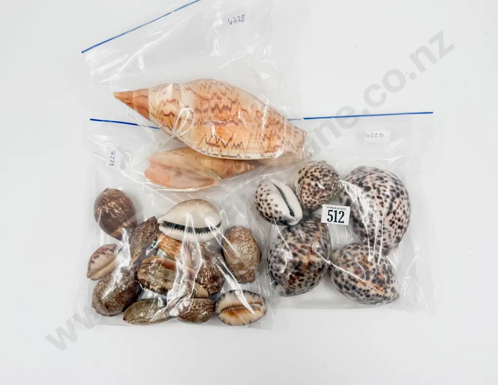 Three Bags of Assorted Shells Image 1++