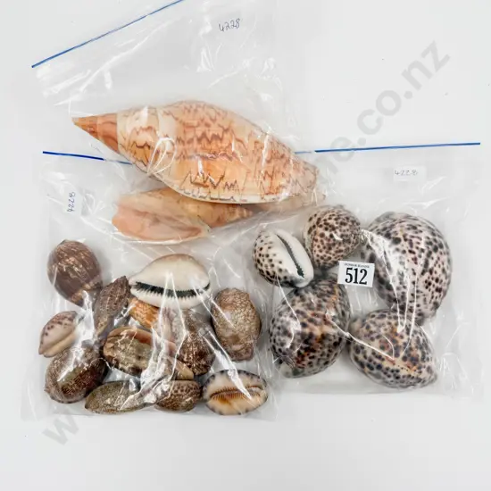 Three Bags of Assorted Shells