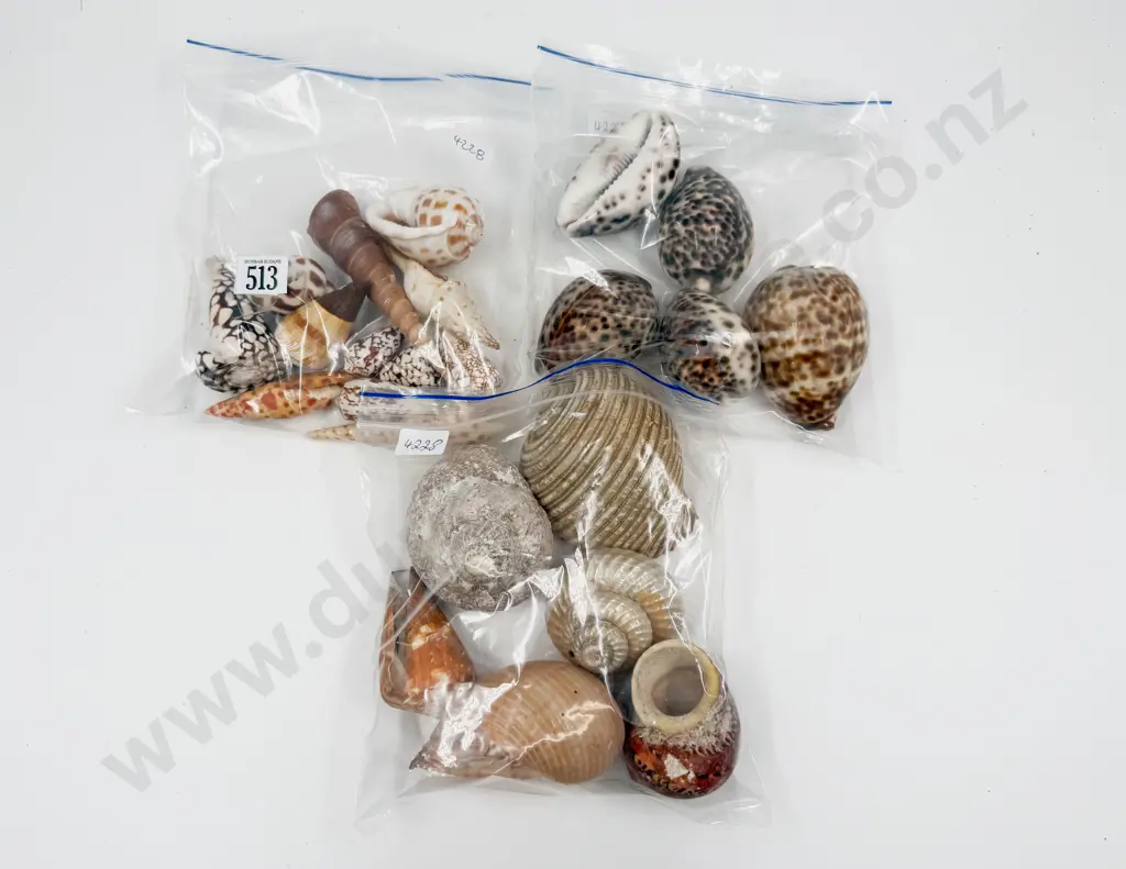 Three Bags of Assorted Shells Image 1++