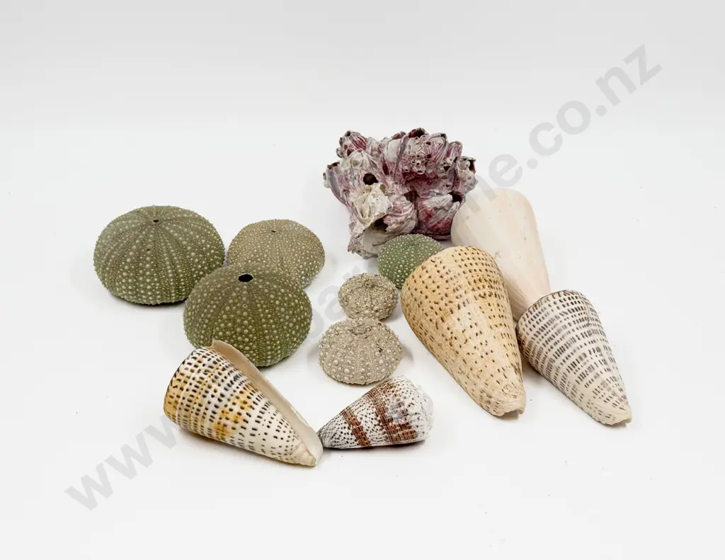 Two Boxes Of Assorted Shells incl Sea Urchins & Two Books Image 1++