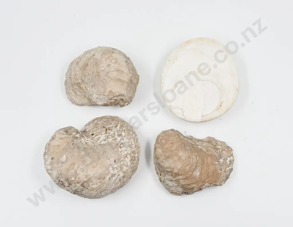 Four Fossilised Shells Image 1++