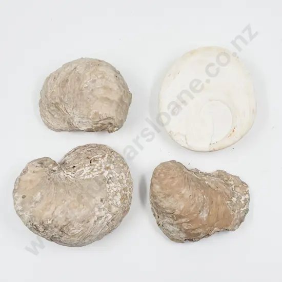 Four Fossilised Shells