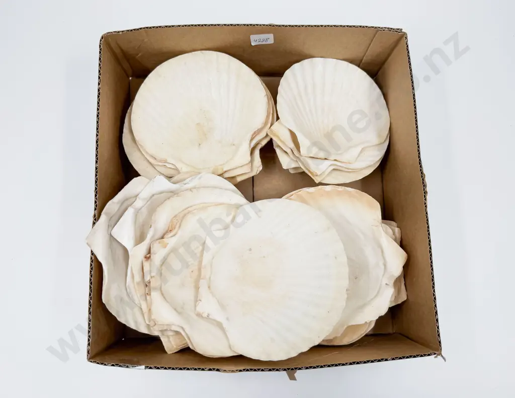 Box Of Assorted Scallop Shells Image 1++