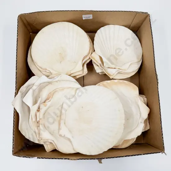 Box Of Assorted Scallop Shells