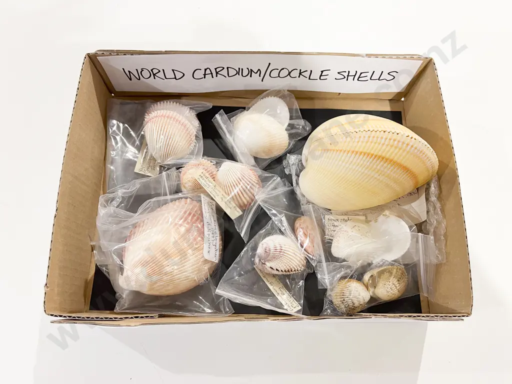 Quantity of Assorted World Cardium/Cockleshells Image 1++
