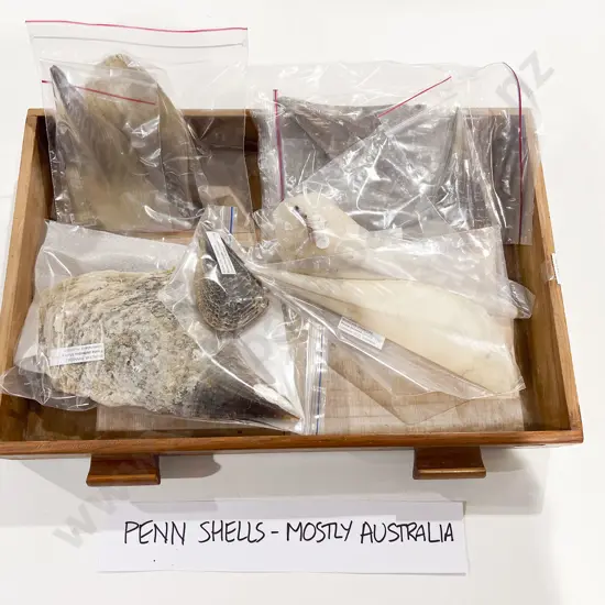 Quantity of Assorted Penn Shells (Mostly Australian Variety)