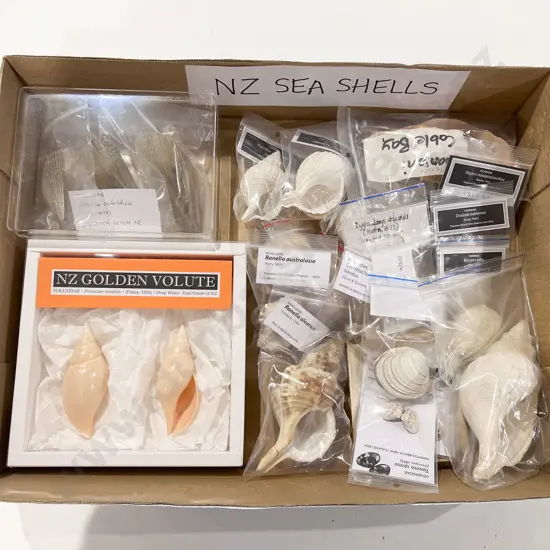 Quantity of Assorted NZ Seashells