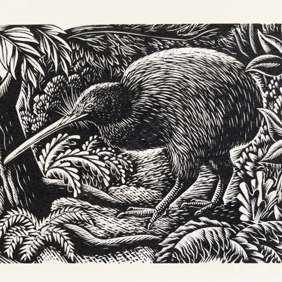 E Mervyn Taylor - Kiwi