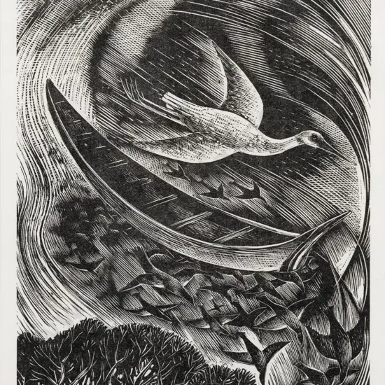 Rona Dyer - Cormorant