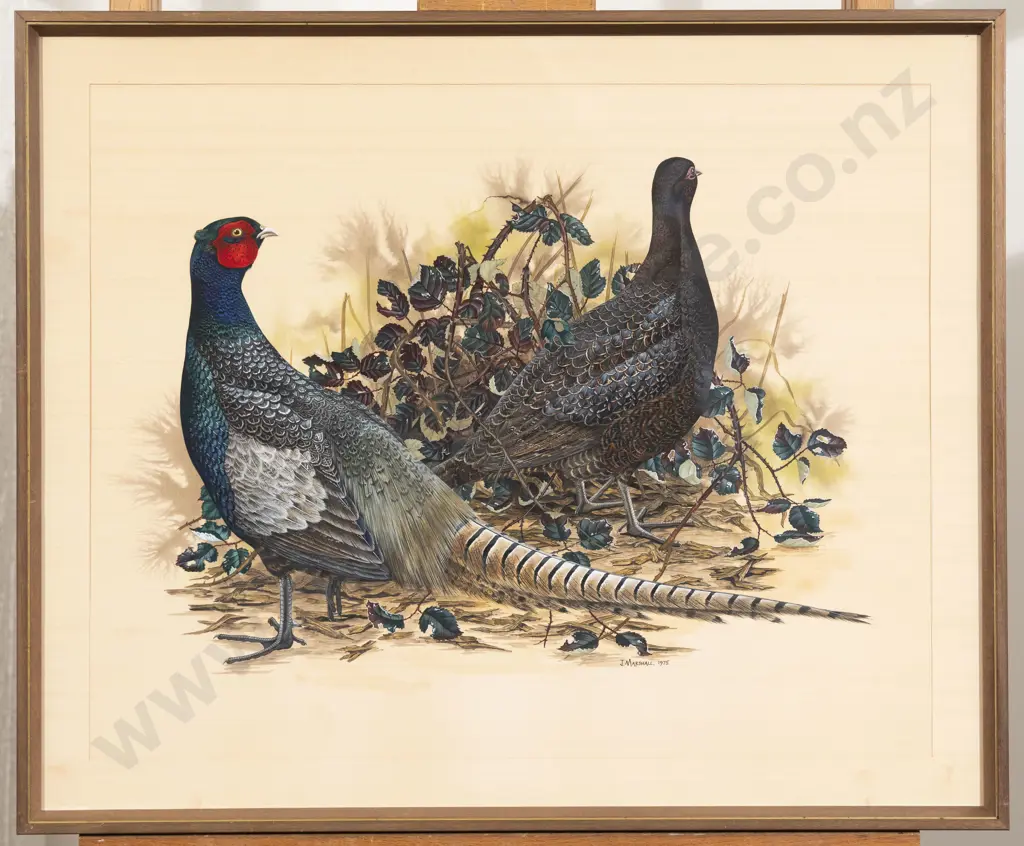 Janet Marshall - Common Pheasant Image 1++