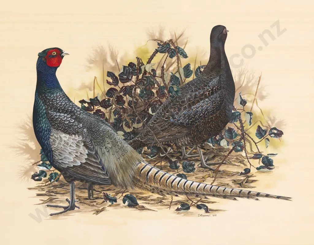 Janet Marshall - Common Pheasant Image 1++