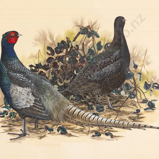Janet Marshall - Common Pheasant