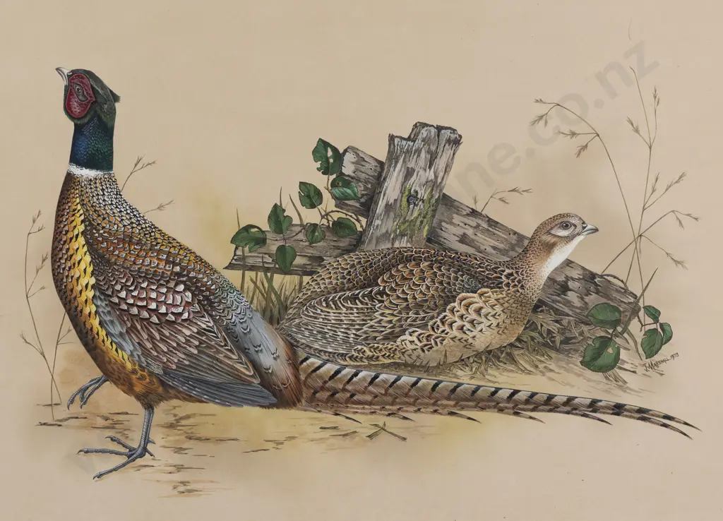 Janet Marshall - Common Pheasant II Image 1++