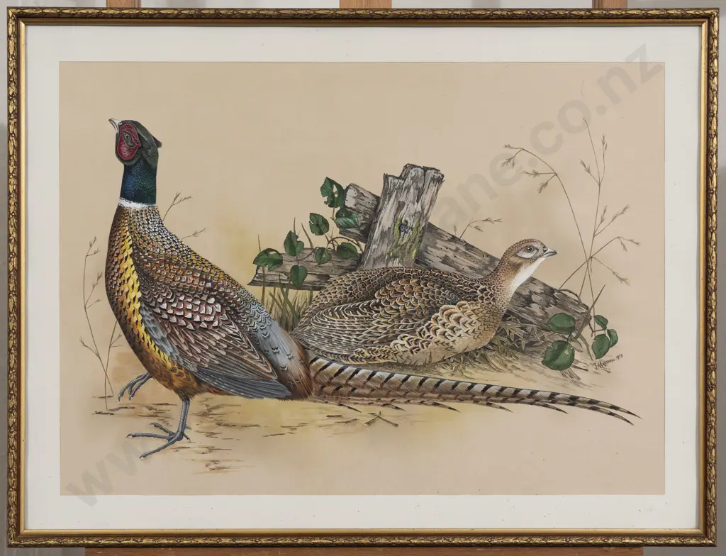 Janet Marshall - Common Pheasant II Image 1++
