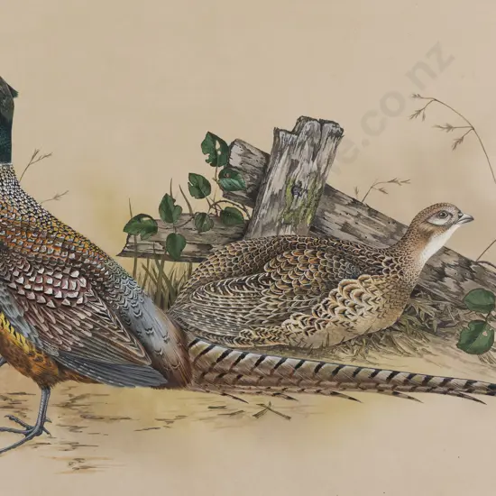 Janet Marshall - Common Pheasant II