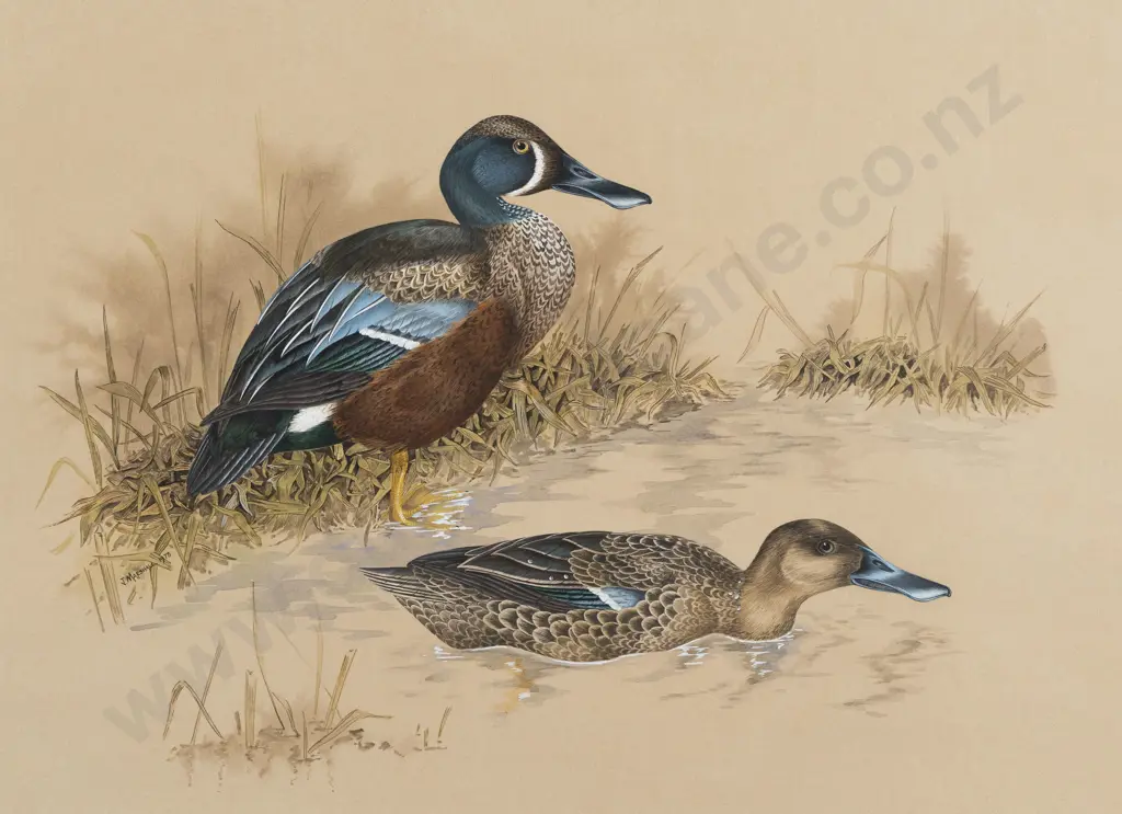 Janet Marshall - New Zealand Shoveler Image 1++