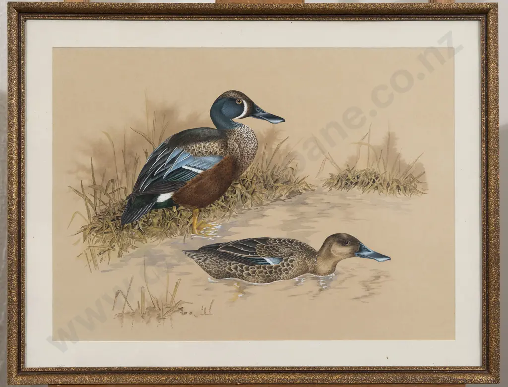 Janet Marshall - New Zealand Shoveler Image 1++