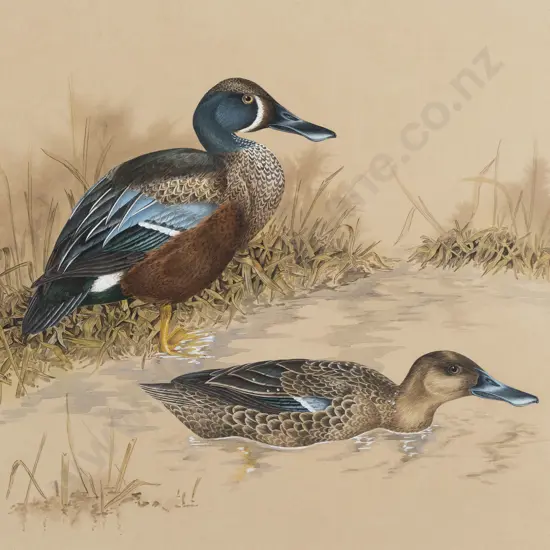 Janet Marshall - New Zealand Shoveler