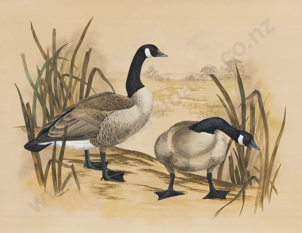 Janet Marshall - Canada Goose Image 1++