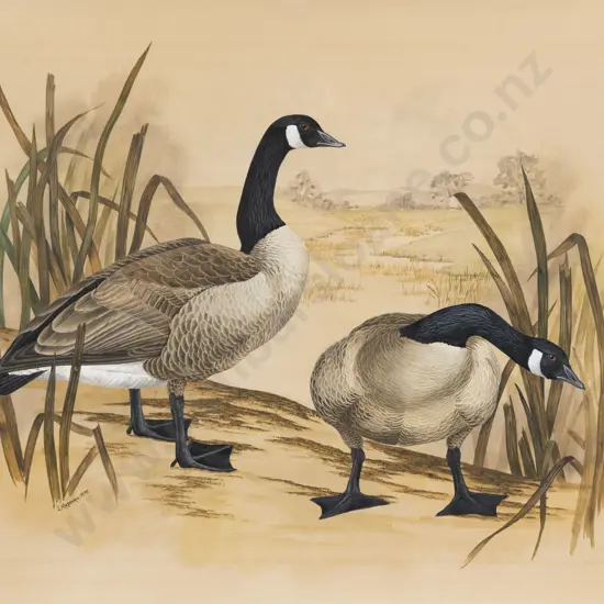 Janet Marshall - Canada Goose