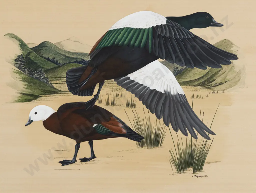 Janet Marshall - Paradise Duck Image 1++