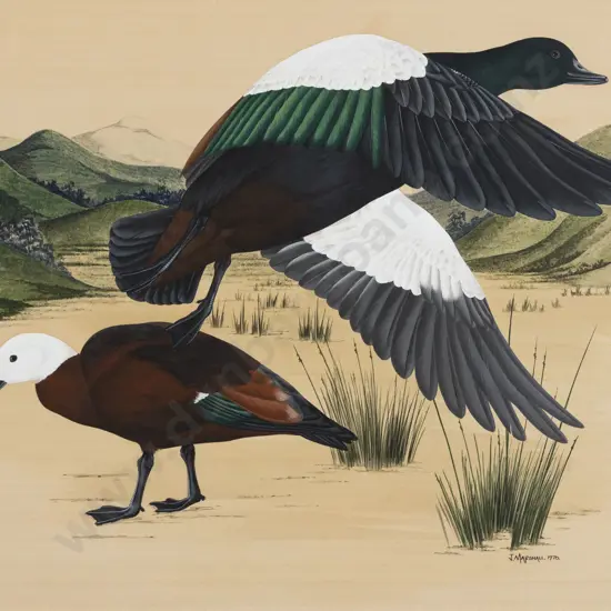 Janet Marshall - Paradise Duck