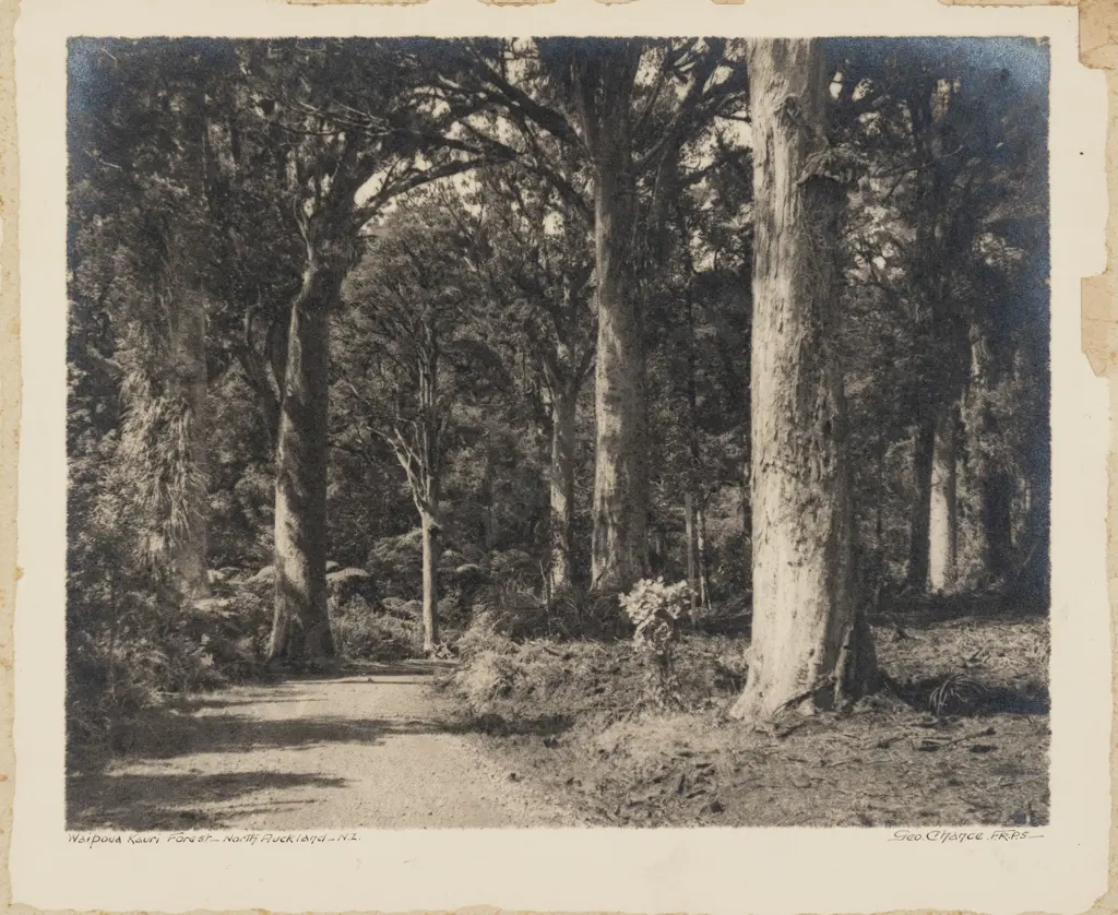 George Chance - Waipoua Kauri Forest - North Auckland NZ (unframed) Image 1++