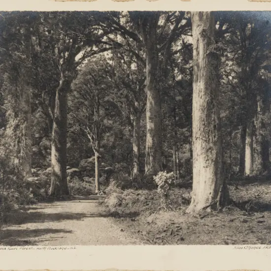 George Chance - Waipoua Kauri Forest - North Auckland NZ (unframed)