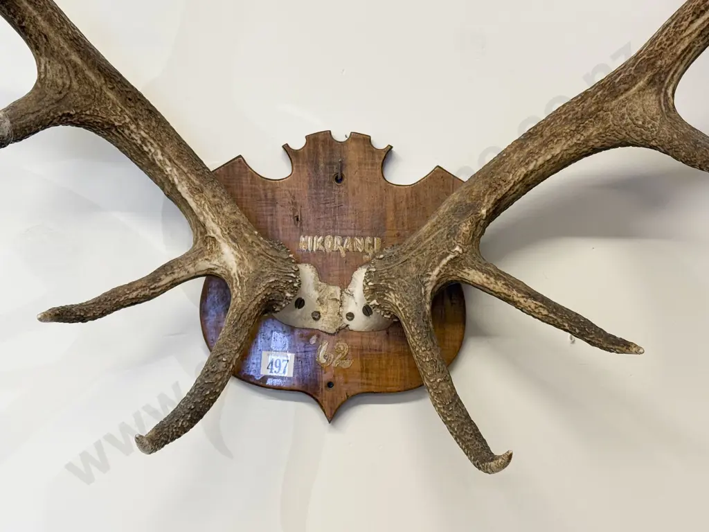 Pair Antlers Image 1++