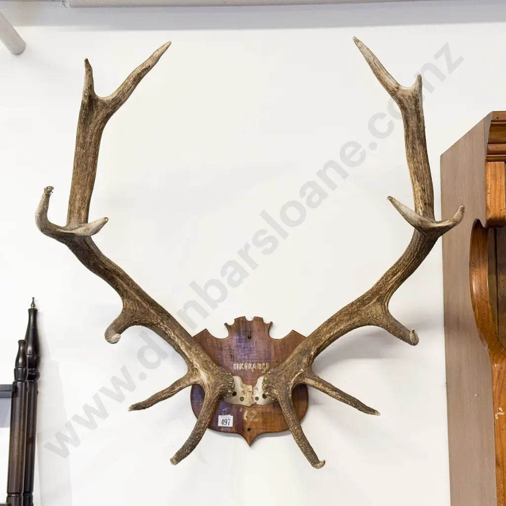Pair Antlers Image 1++