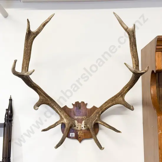 Pair Antlers