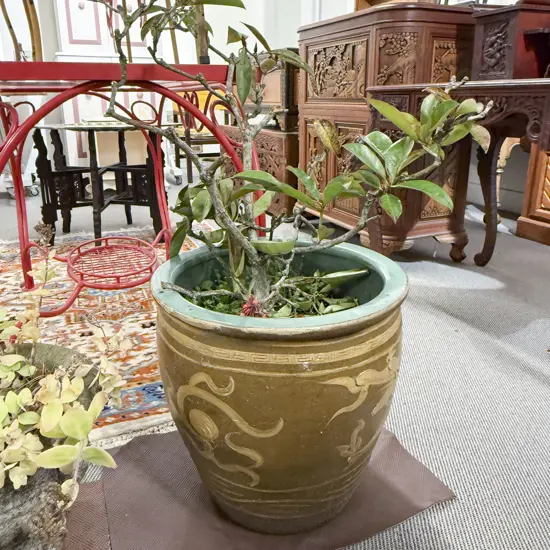 Modern Chinese Dragon Decorated Planter