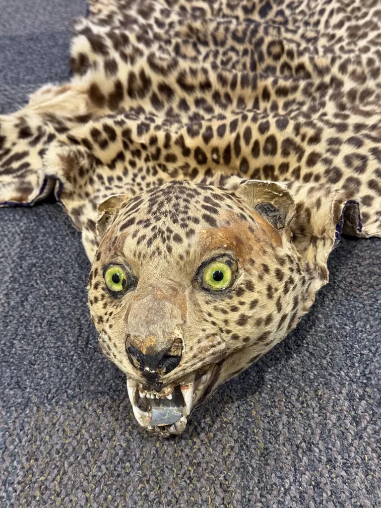 Vintage Taxidermy Leopard Skin Rug Image 1++