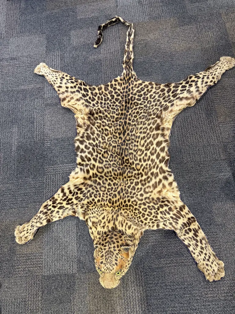 Vintage Taxidermy Leopard Skin Rug Image 1++