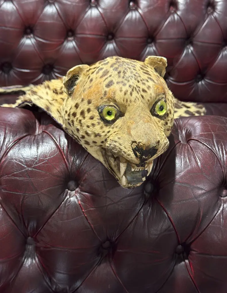 Vintage Taxidermy Leopard Skin Rug Image 1++