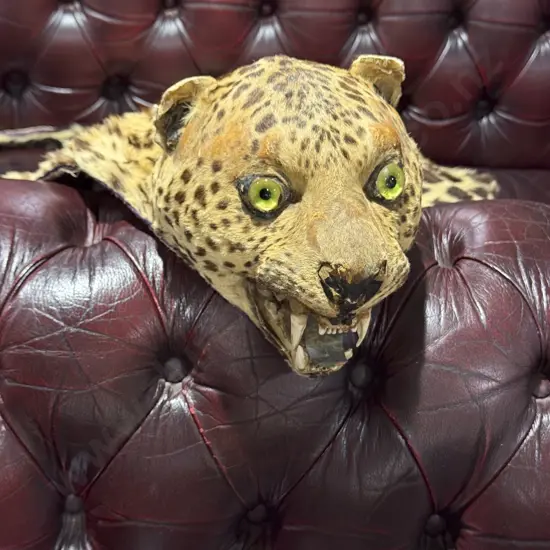 Vintage Taxidermy Leopard Skin Rug