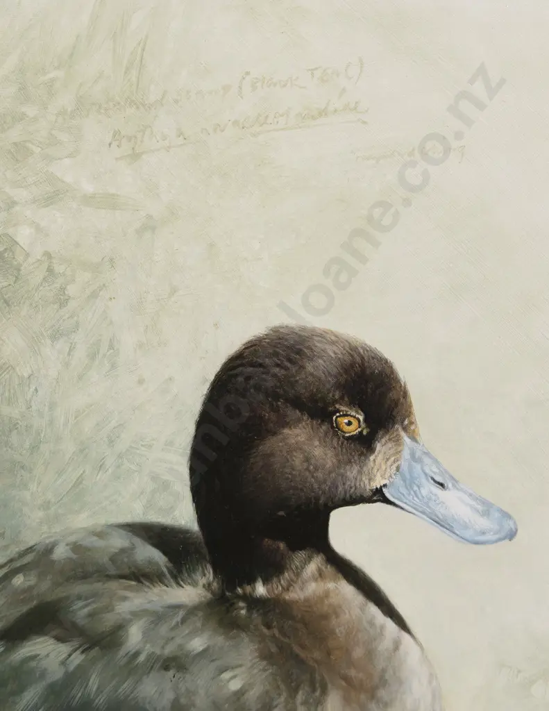 Raymond Ching - New Zealand Scaup Image 1++