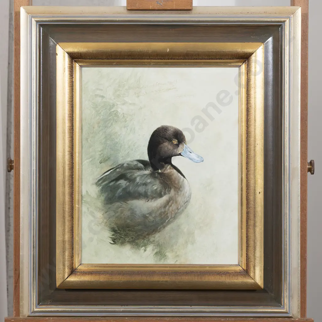 Raymond Ching - New Zealand Scaup Image 1++