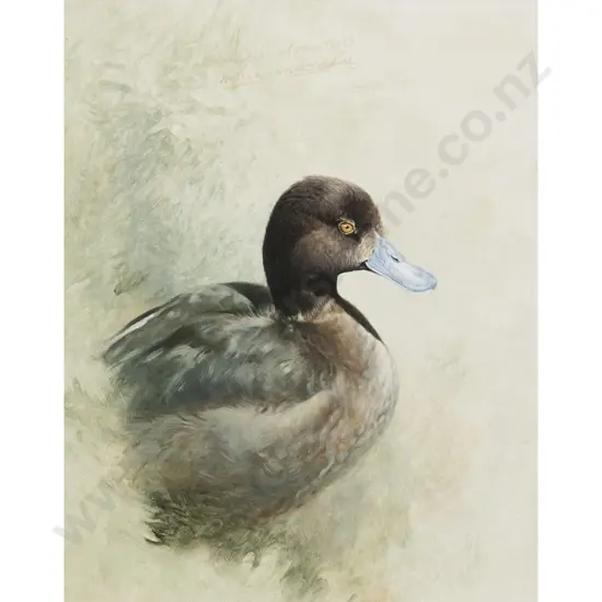 Raymond Ching - New Zealand Scaup