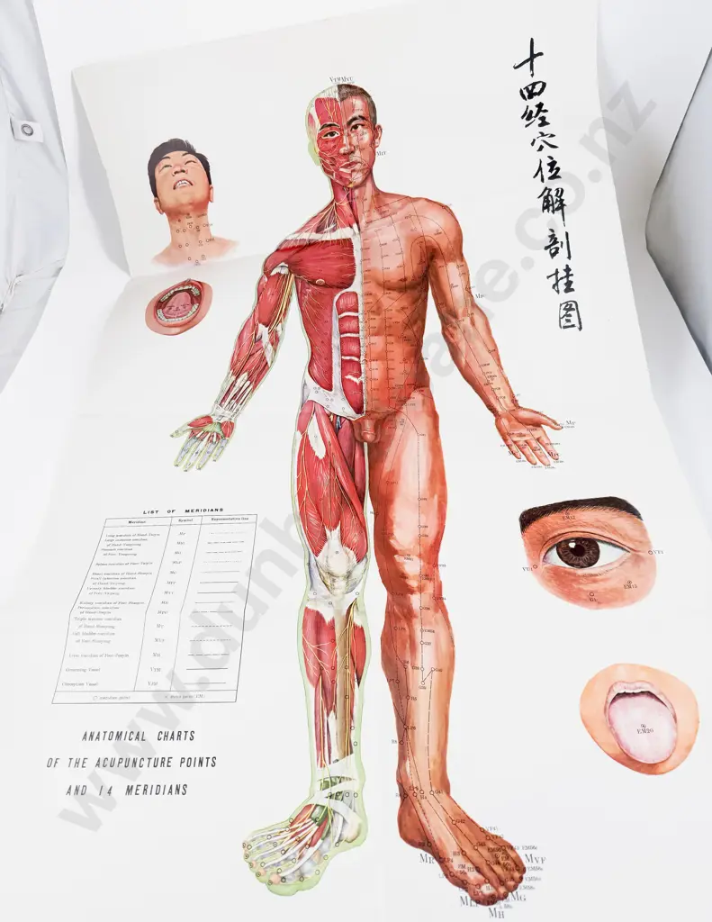 C1984 Two Large Chinese Acupuncture Anatomical Charts and 20 diagrams Image 1++