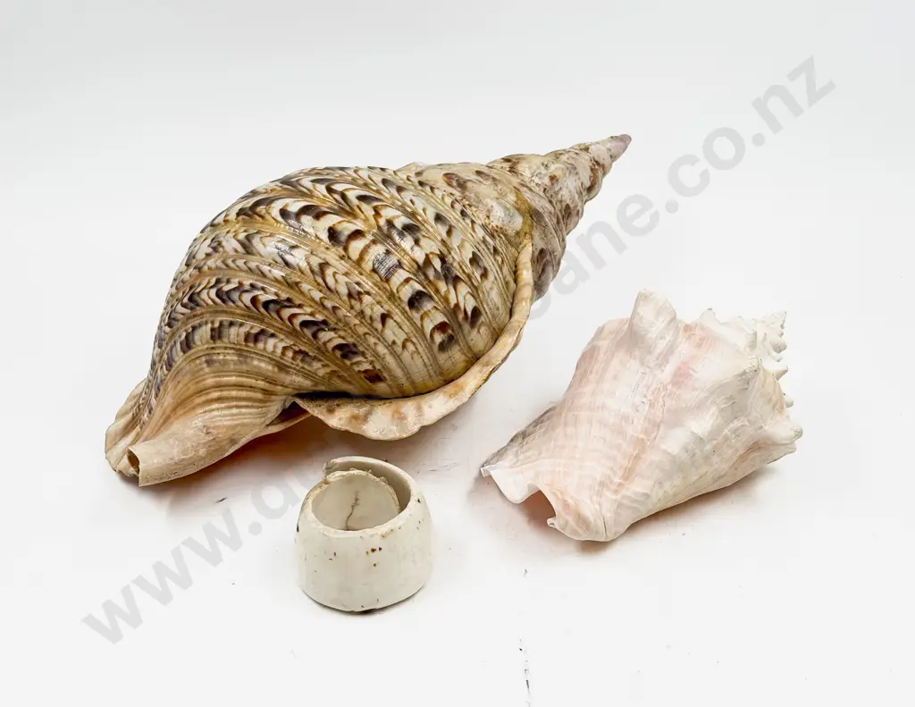 A Large Conch Shell & Other & Shell Piece Image 1++